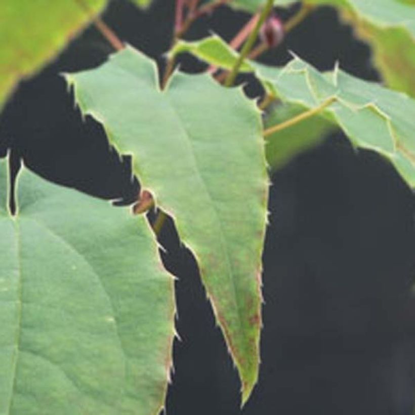 Fleur des Elfes - Epimedium Domino (Feuillage)