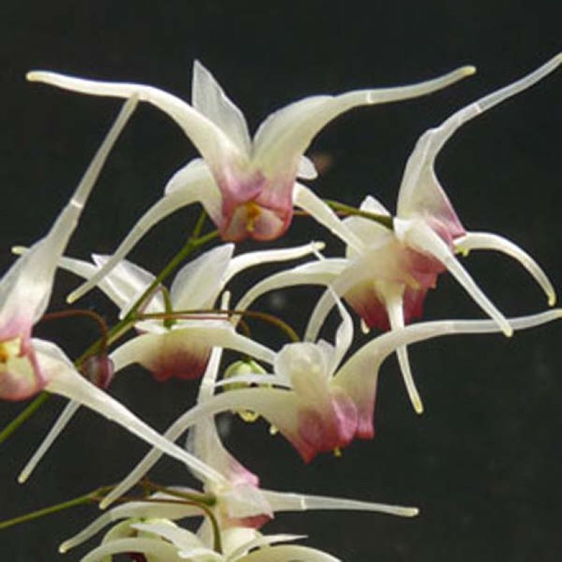 Fleur des Elfes - Epimedium Domino (Floraison)