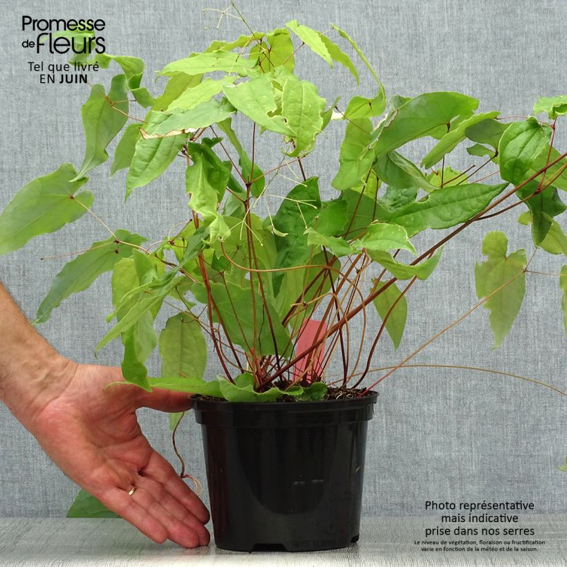 Spécimen de Epimedium Elenwe - Fleurs des Elfes Pot de 1,5L/2L tel que livré en été