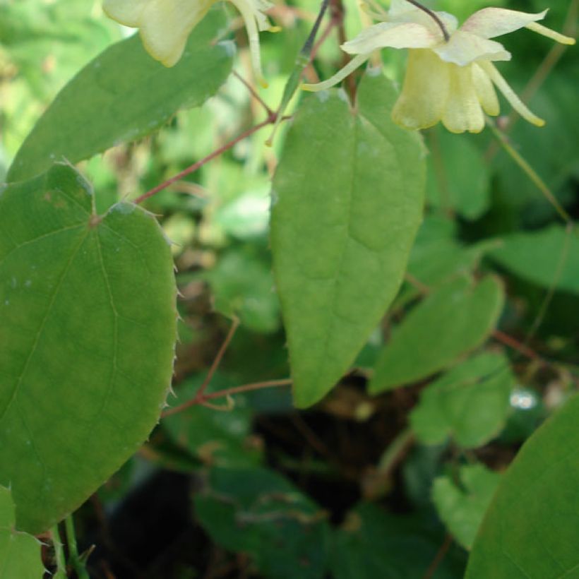 Fleur des Elfes - Epimedium Flower Of Sulphur (Feuillage)