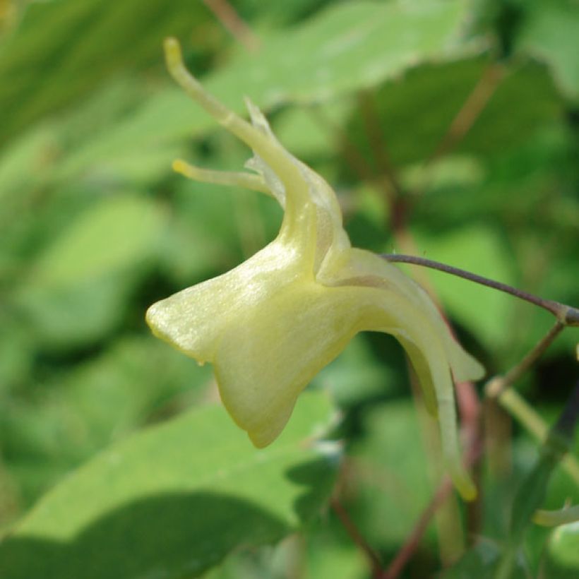 Fleur des Elfes - Epimedium Flower Of Sulphur (Floraison)