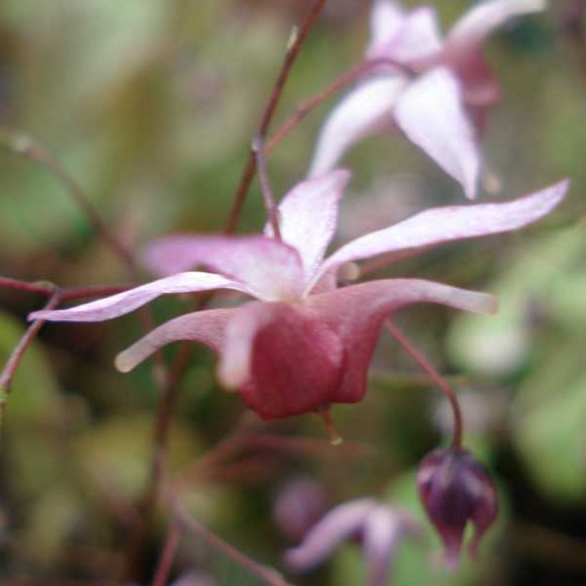 Epimedium hybride Pink Elf - Fleur des Elfes rose (Floraison)