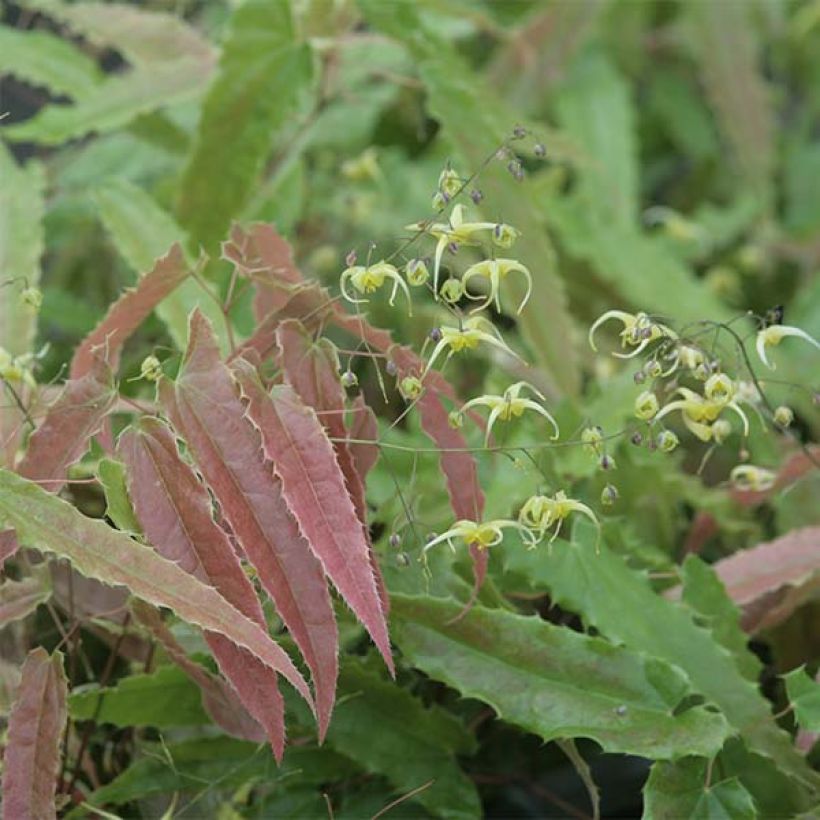 Fleur des Elfes - Epimedium Sphinx Twinkler (Feuillage)