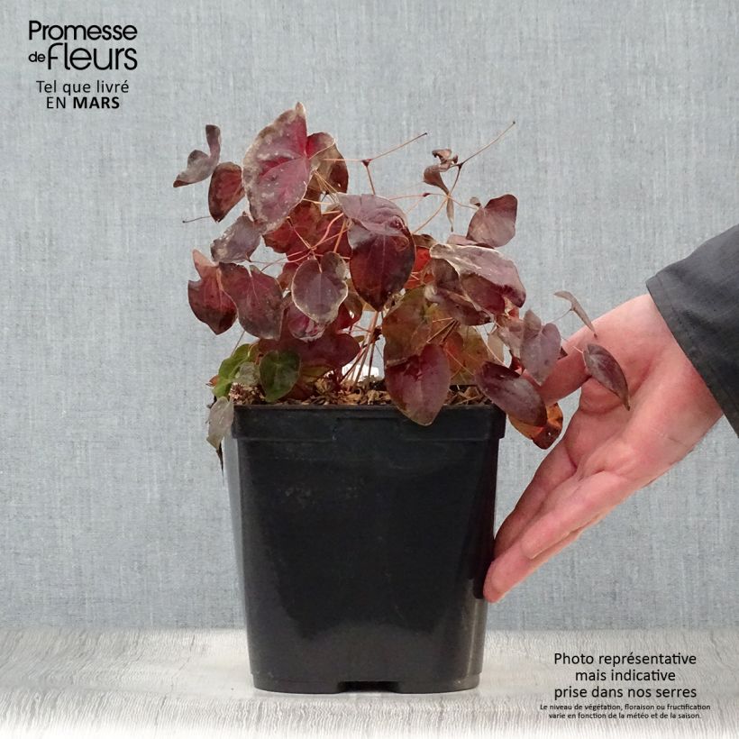 Spécimen de Epimedium acuminatum, Fleur des elfes Pot de 2L/3L tel que livré au printemps