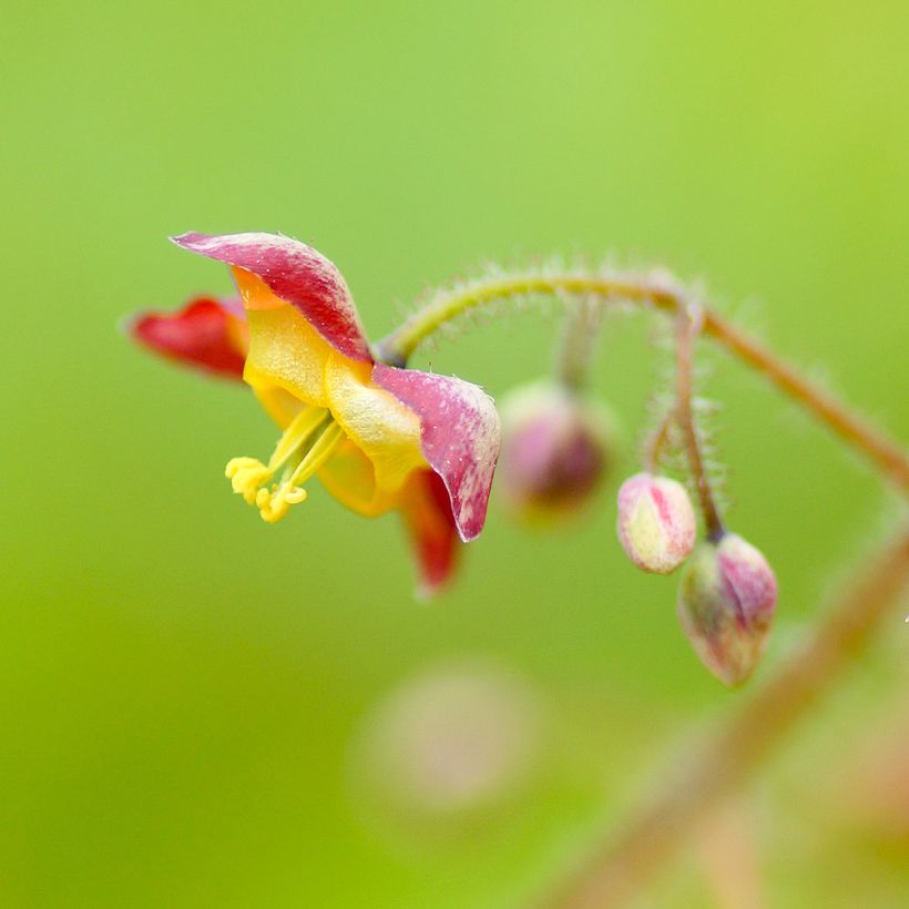 Epimedium alpinum - Fleur des elfes rouge et jaune (Floraison)