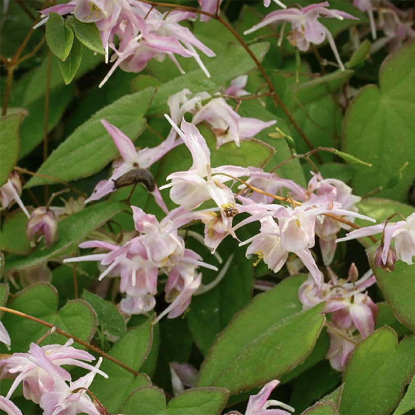 Fleur des Elfes - Epimedium grandiflorum Akebono (Floraison)
