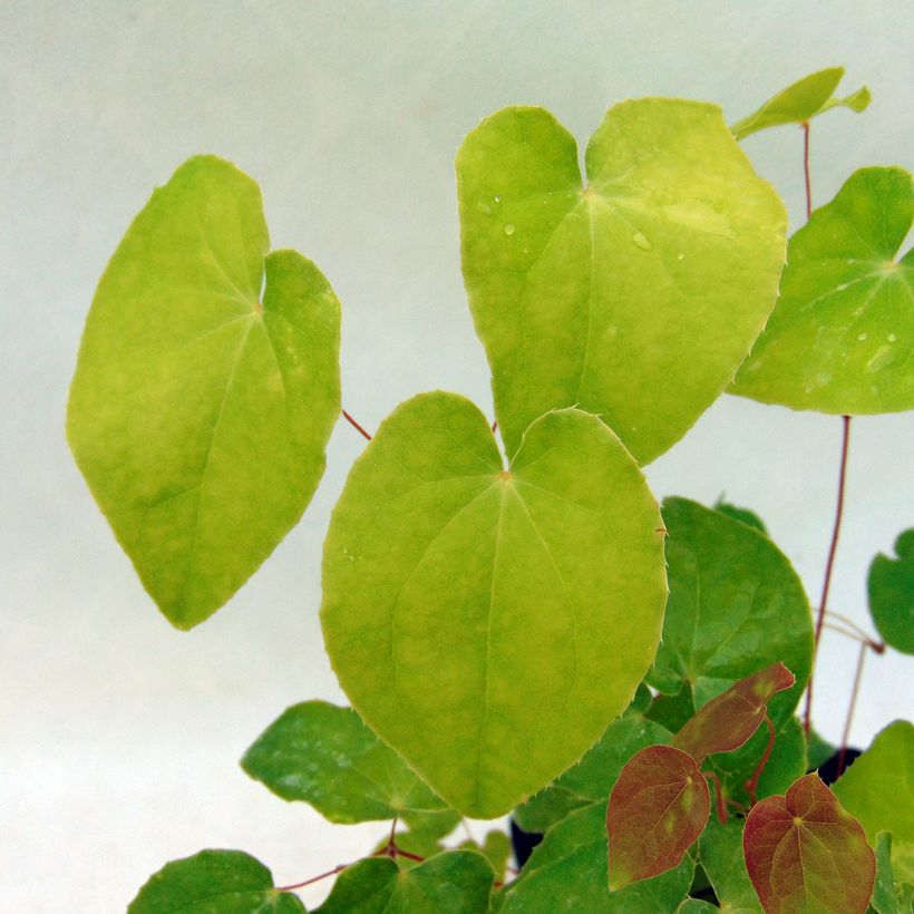 Epimedium grandiflorum Beni-kujaku - Fleur des Elfes (Feuillage)