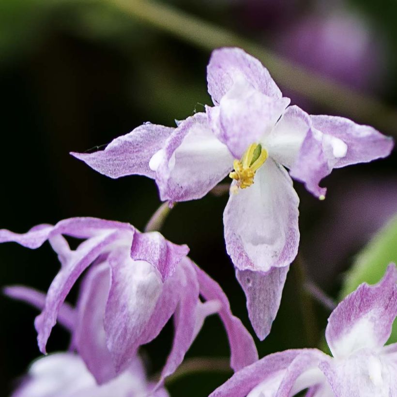 Epimedium grandiflorum Beni-kujaku - Fleur des Elfes (Floraison)