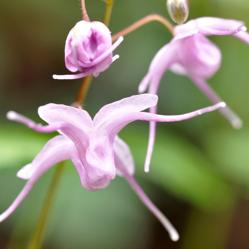 Epimedium grandiflorum - Fleurs des elfes rose lilas pâle (Floraison)
