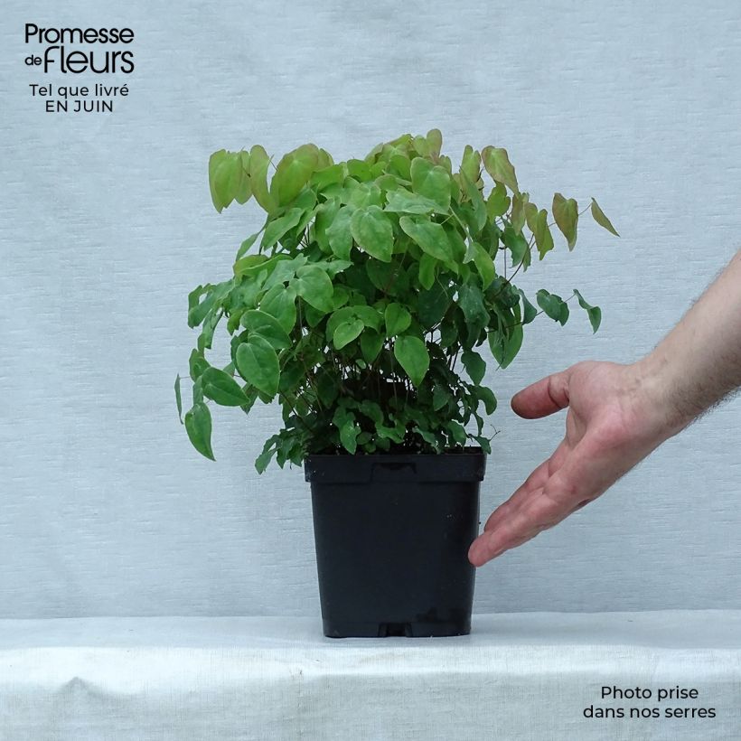 Spécimen de Epimedium grandiflorum Lilafee - Fleur des Elfes lilas Pot de 2L/3L tel que livré en été