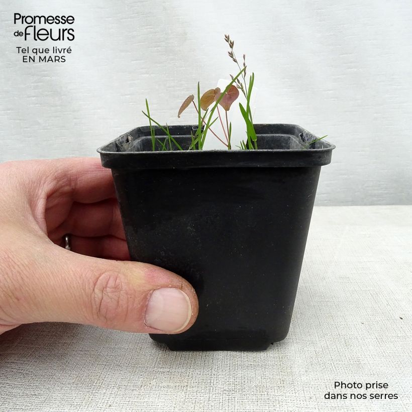 Spécimen de Epimedium grandiflorum Purple Pixie - Fleur des Elfes Godet de 9cm tel que livré au printemps