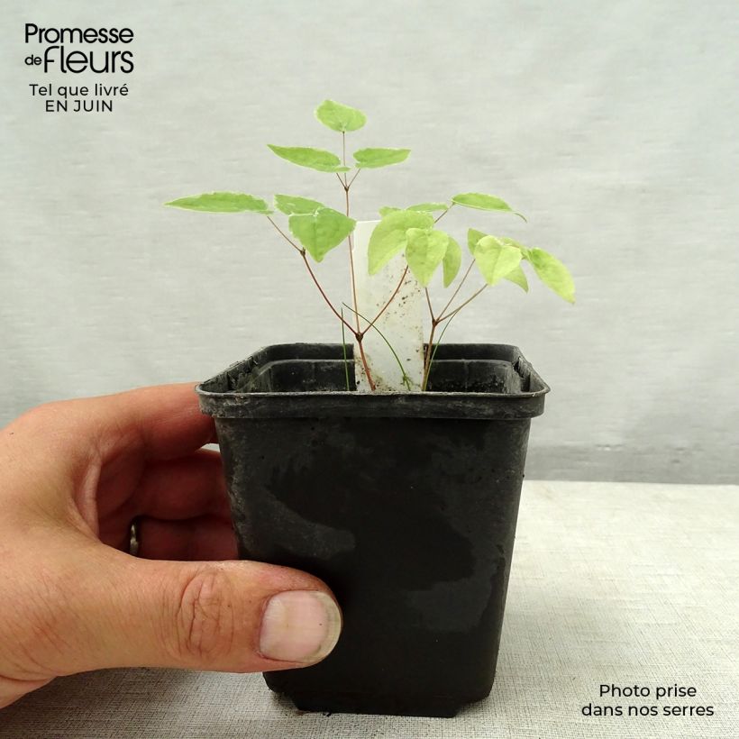 Spécimen de Epimedium grandiflorum Purple Pixie - Fleur des Elfes Godet de 8/9 cm tel que livré en été