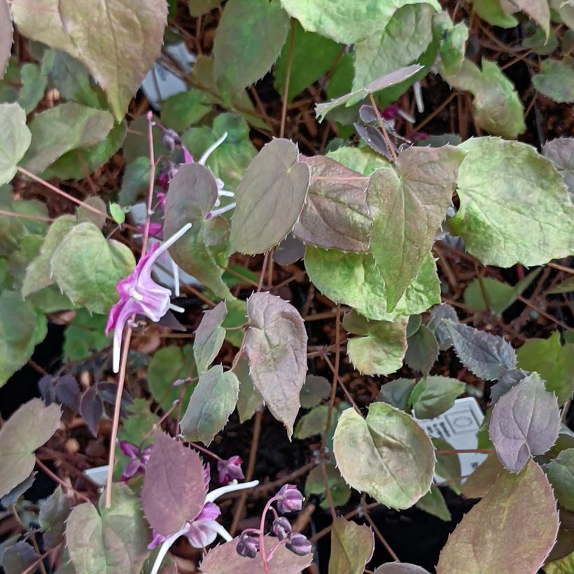 Epimedium grandiflorum Purple Pixie - Fleur des Elfes (Feuillage)