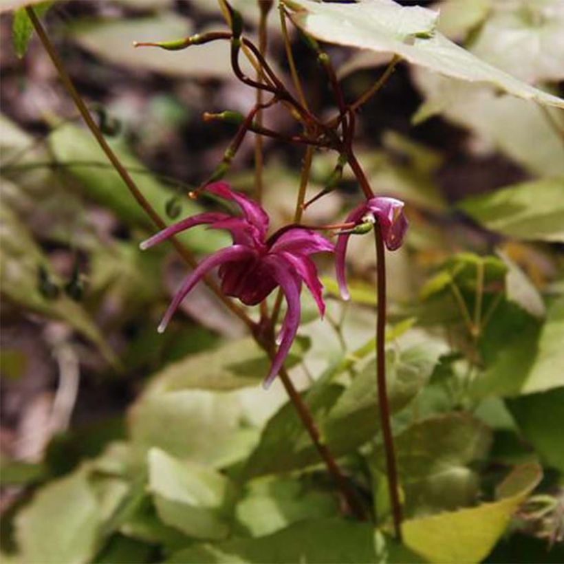 Epimedium grandiflorum Red Beauty - Fleur des Elfes (Floraison)