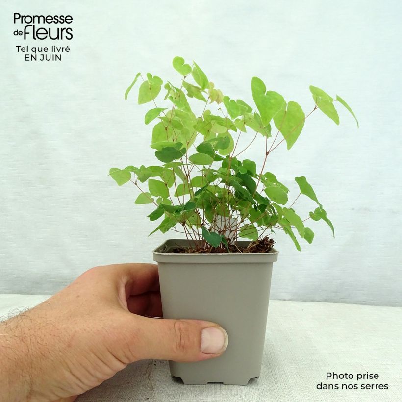 Spécimen de Epimedium grandiflorum Shiho - Fleur des Elfes Godet de 8/9 cm tel que livré en été
