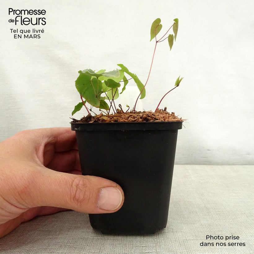 Spécimen de Epimedium hybride Pink Elf - Fleur des Elfes rose Godet de 9cm tel que livré au printemps
