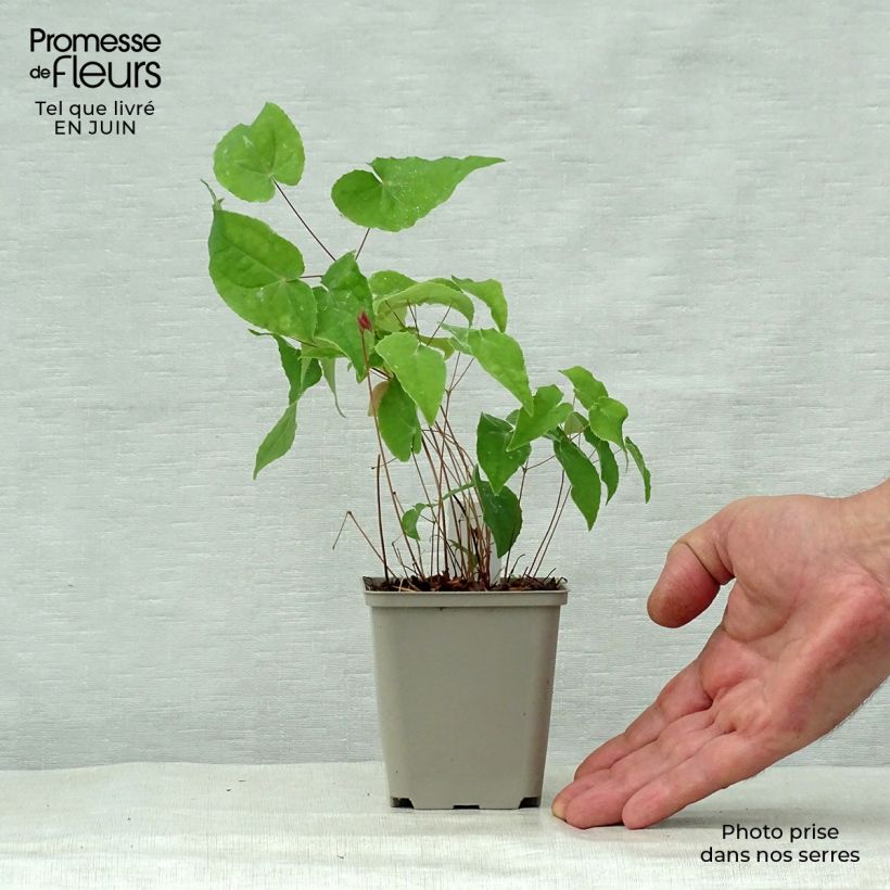 Spécimen de Epimedium hybride Pink Elf - Fleur des Elfes rose Godet de 8/9 cm tel que livré en été