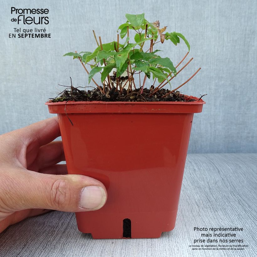 Spécimen de Epimedium hybride Pink Elf - Fleur des Elfes rose Pot de 1L/1,5L tel que livré en automne