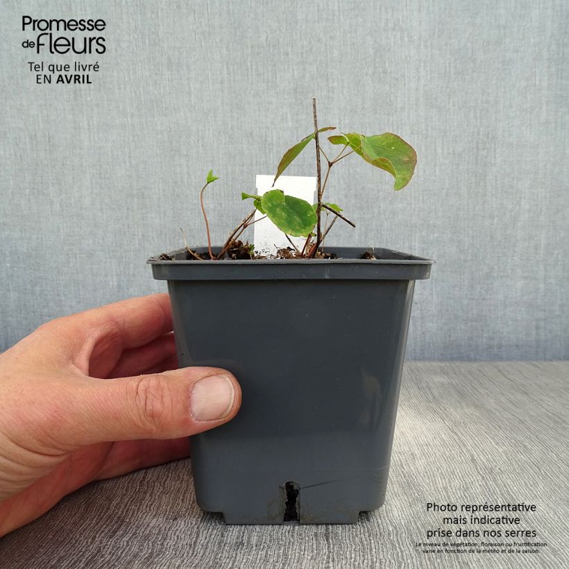 Spécimen de Epimedium hybride Pretty in Pink - Fleur des Elfes - Pot de 1L/1,5L tel que livré au printemps