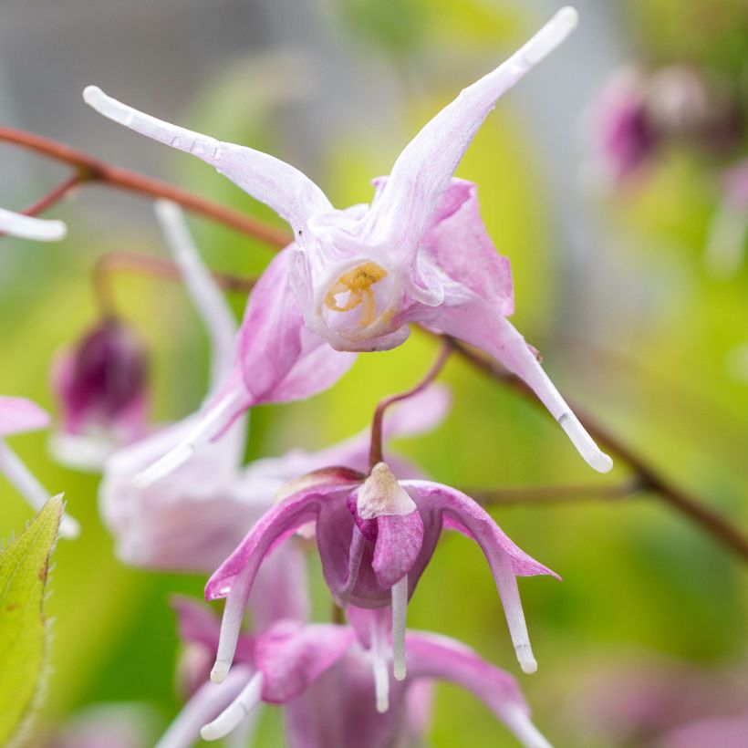 Epimedium hybride Pretty in Pink - Fleur des Elfes (Floraison)