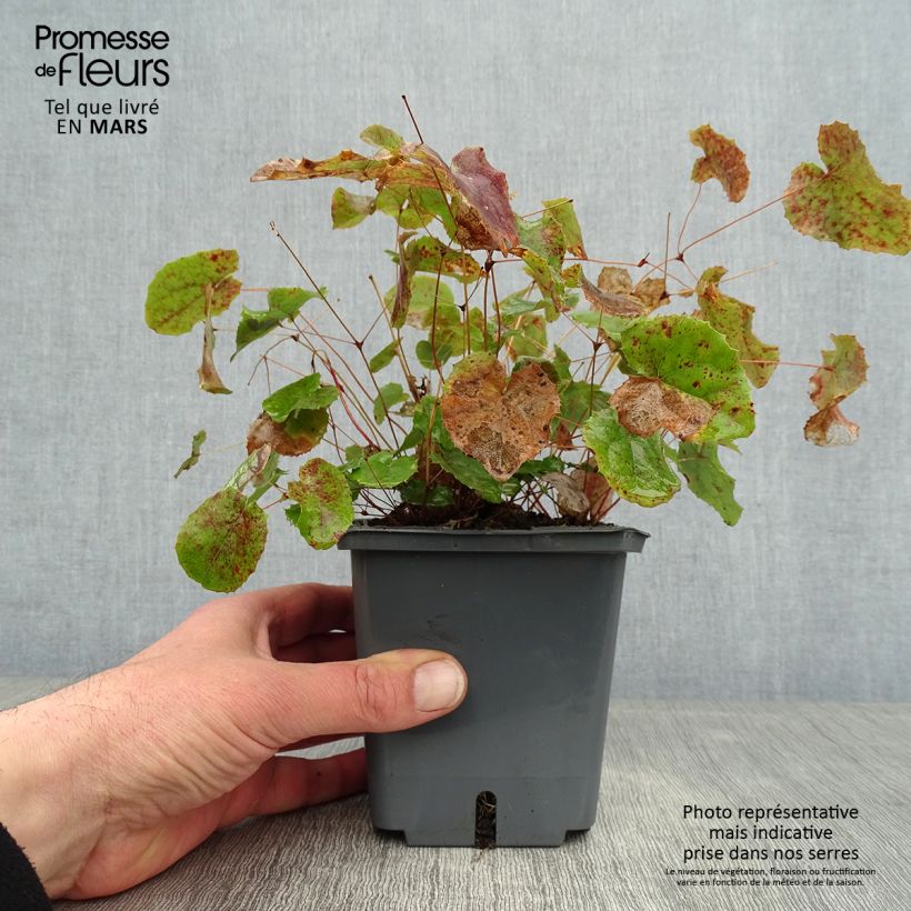Spécimen de Epimedium hybride Sunny and Share - Fleur des Elfes tel que livré en hiver