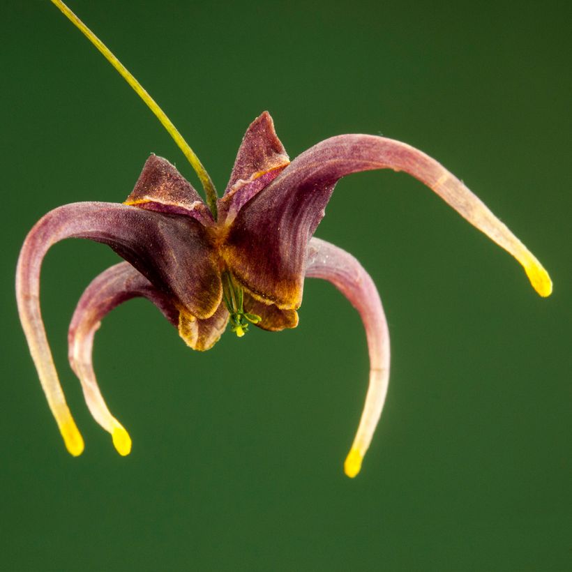 Epimedium omeiense Stormcloud, Fleur des elfes (Floraison)