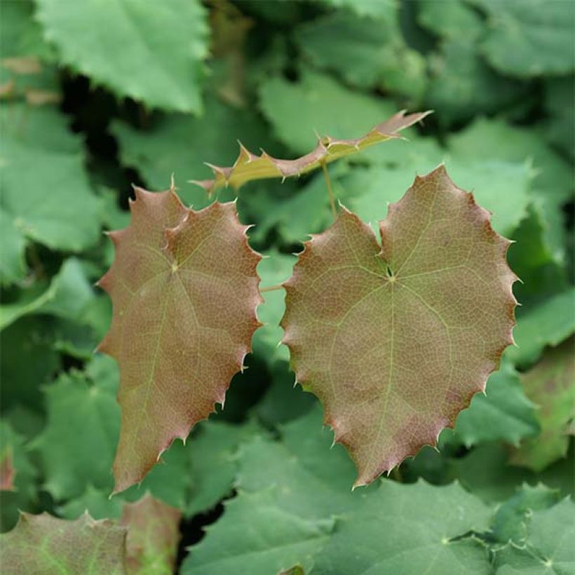 Epimedium pauciflorum, Fleur des elfes (Feuillage)