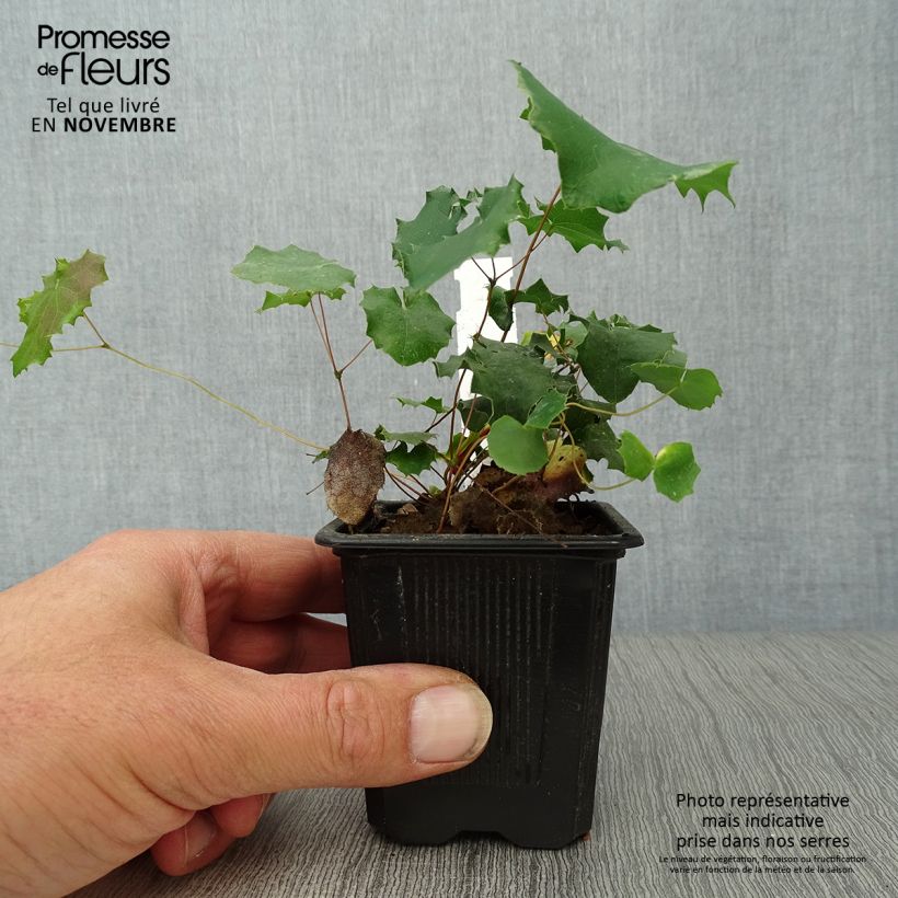 Spécimen de Epimedium pauciflorum, Fleur des elfes Godet de 8/9 cm tel que livré en automne