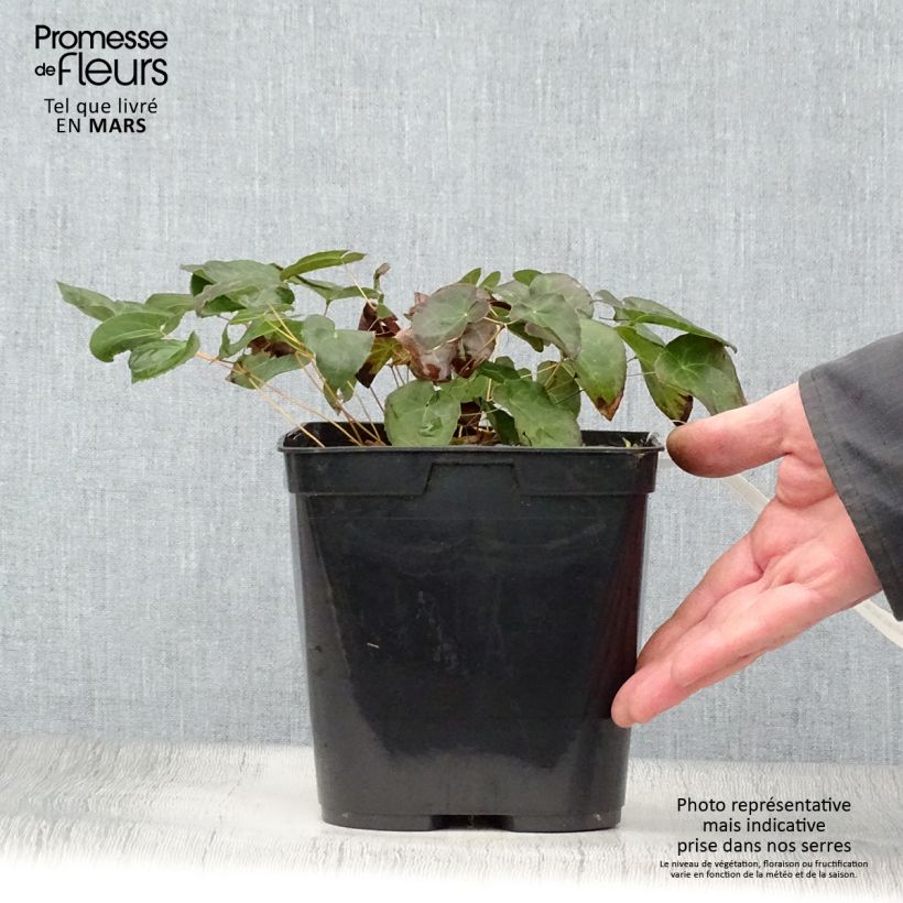 Spécimen de Epimedium perralchicum Frohnleiten - Fleur des Elfes jaune vif Pot de 2/3 L tel que livré au printemps