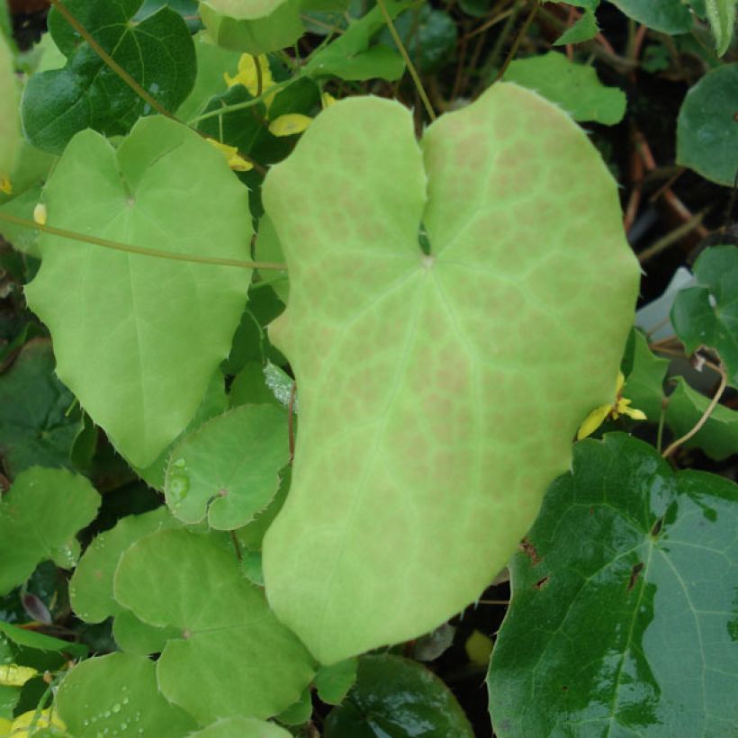 Epimedium perralchicum Frohnleiten - Fleur des Elfes jaune vif (Feuillage)
