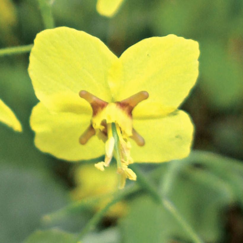 Epimedium perralchicum Frohnleiten - Fleur des Elfes jaune vif (Floraison)