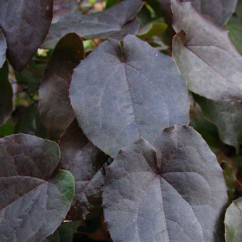 Epimedium pinnatum Black Sea (Feuillage)