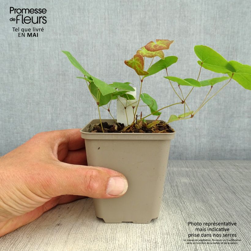 Spécimen de Epimedium pinnatum Black Sea Godet de 9cm tel que livré au printemps