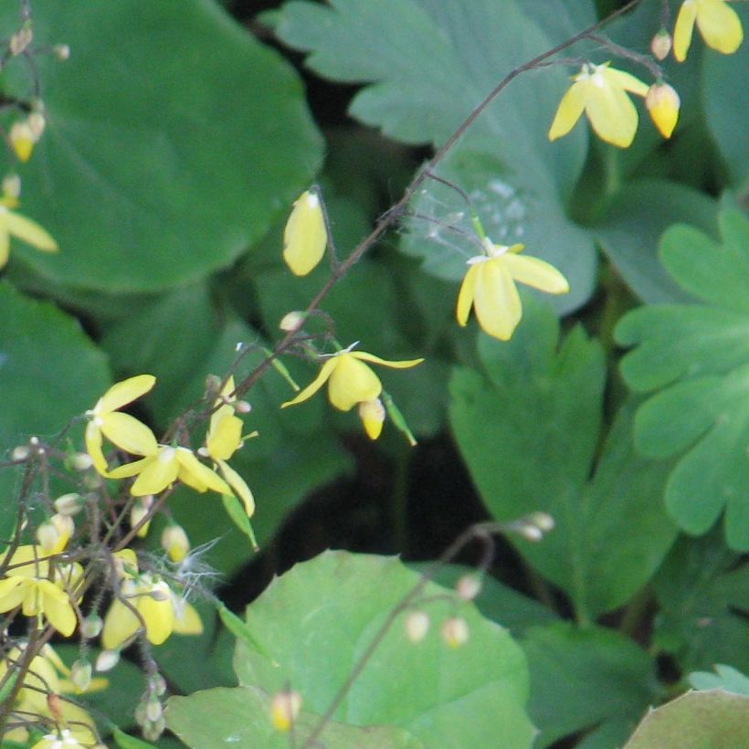 Epimedium platypetalum, Fleur des elfe (Floraison)