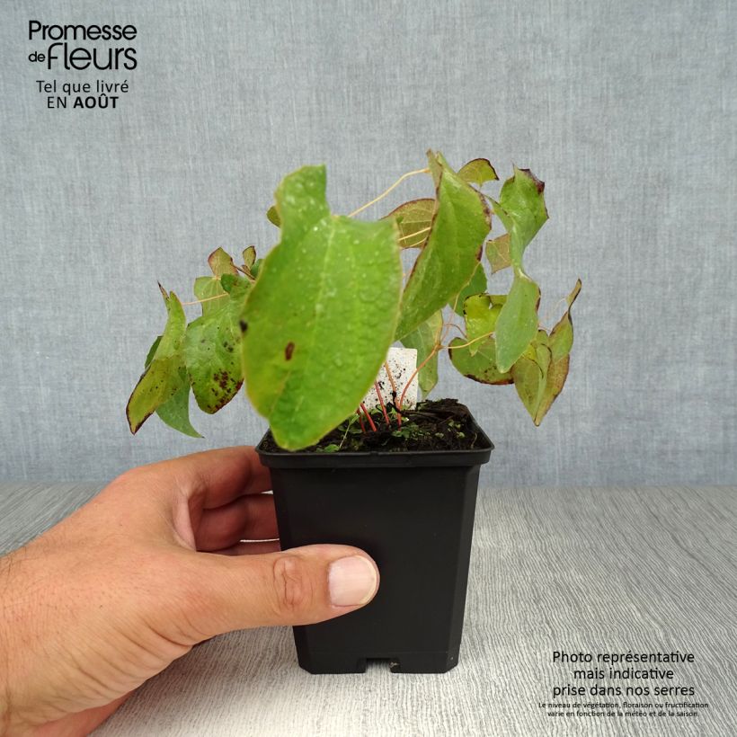 Spécimen de Epimedium rubrum - Fleur des elfes rouge Godet de 8/9 cm tel que livré en été