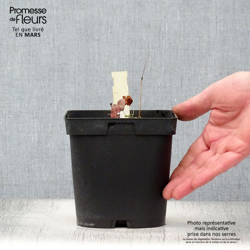 Spécimen de Epimedium rubrum - Fleur des elfes rouge Pot de 2/3 L tel que livré au printemps