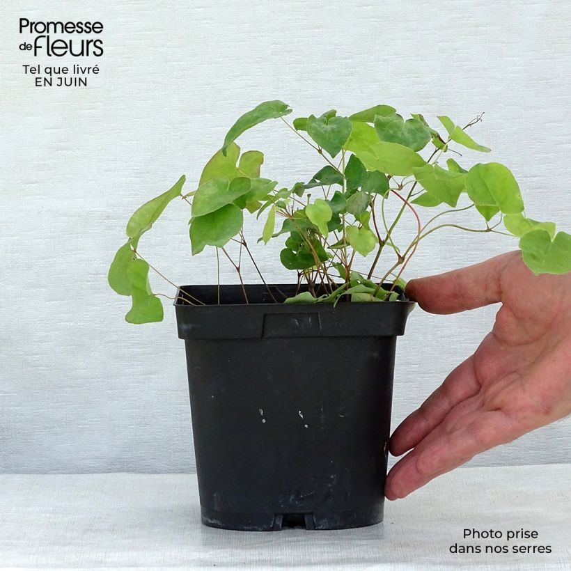 Spécimen de Epimedium rubrum - Fleur des elfes rouge Pot de 2L/3L tel que livré en été