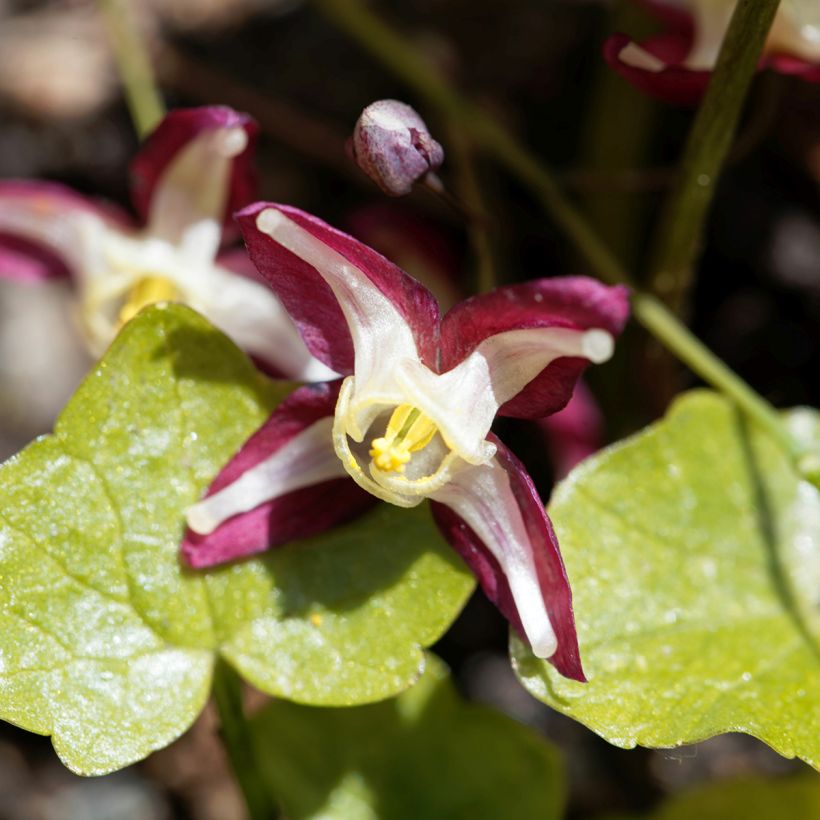 Epimedium rubrum - Fleur des elfes rouge (Floraison)