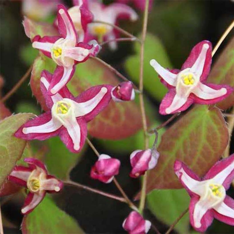 Epimedium rubrum Galadriel - Fleur des Elfes (Floraison)