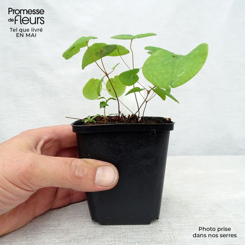 Spécimen de Epimedium rubrum Galadriel - Fleur des Elfes Godet de 9cm tel que livré au printemps