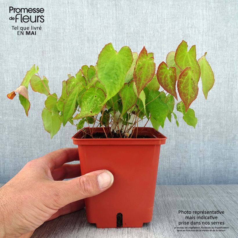 Spécimen de Epimedium rubrum Galadriel - Fleur des Elfes Pot de 1L/1.5L tel que livré au printemps