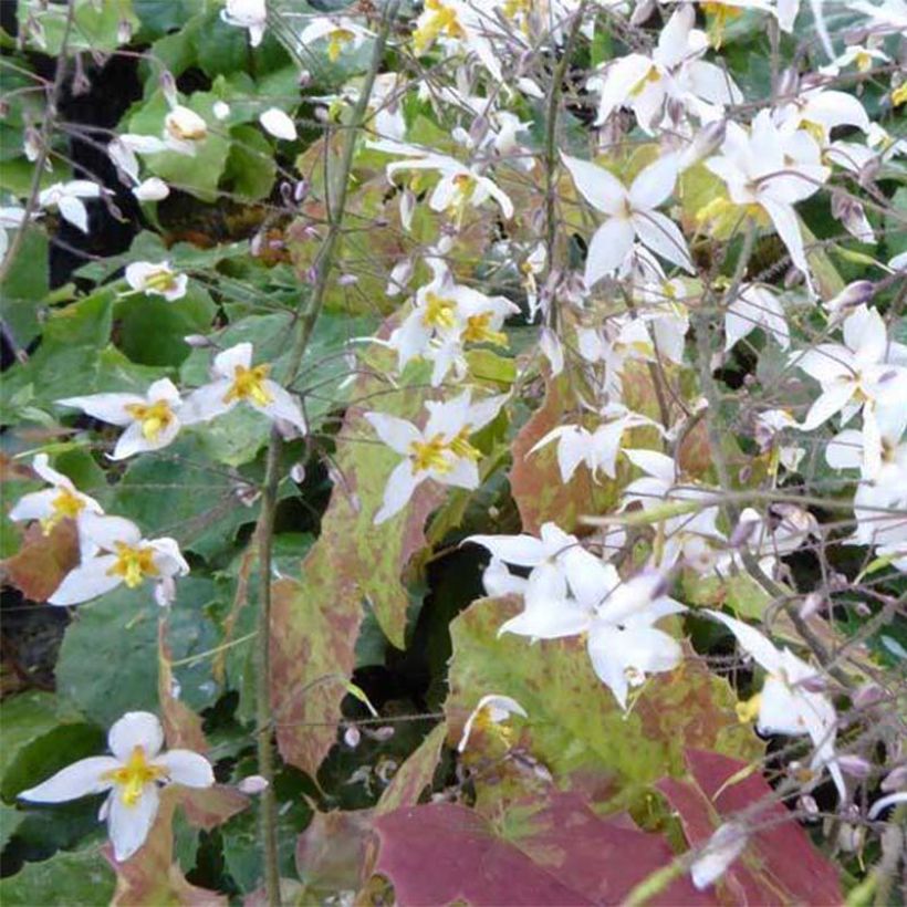 Epimedium stellulatum Wudang Star - Fleur des Elfes (Floraison)
