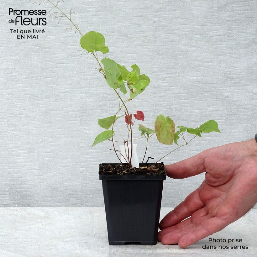 Spécimen de Epimedium stellulatum Wudang Star - Fleur des Elfes Godet de 9cm tel que livré au printemps