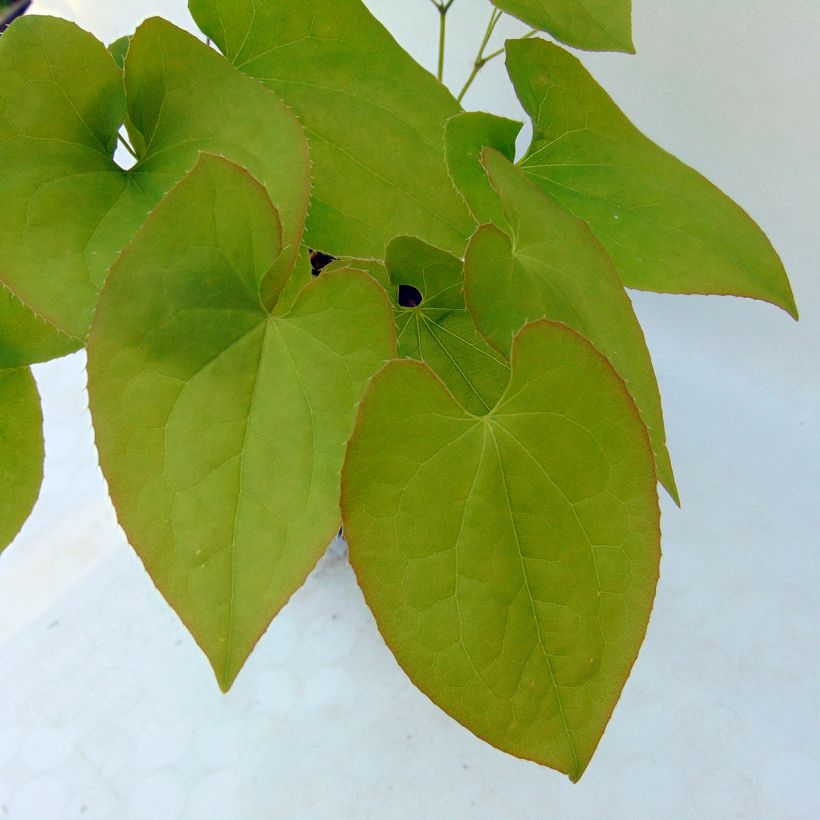 Epimedium warleyense Ellen willmott, Fleur des elfes (Feuillage)