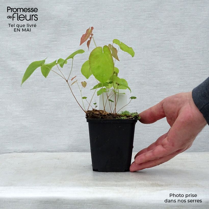 Spécimen de Epimedium warleyense Ellen willmott, Fleur des elfes Godet de 9cm tel que livré au printemps