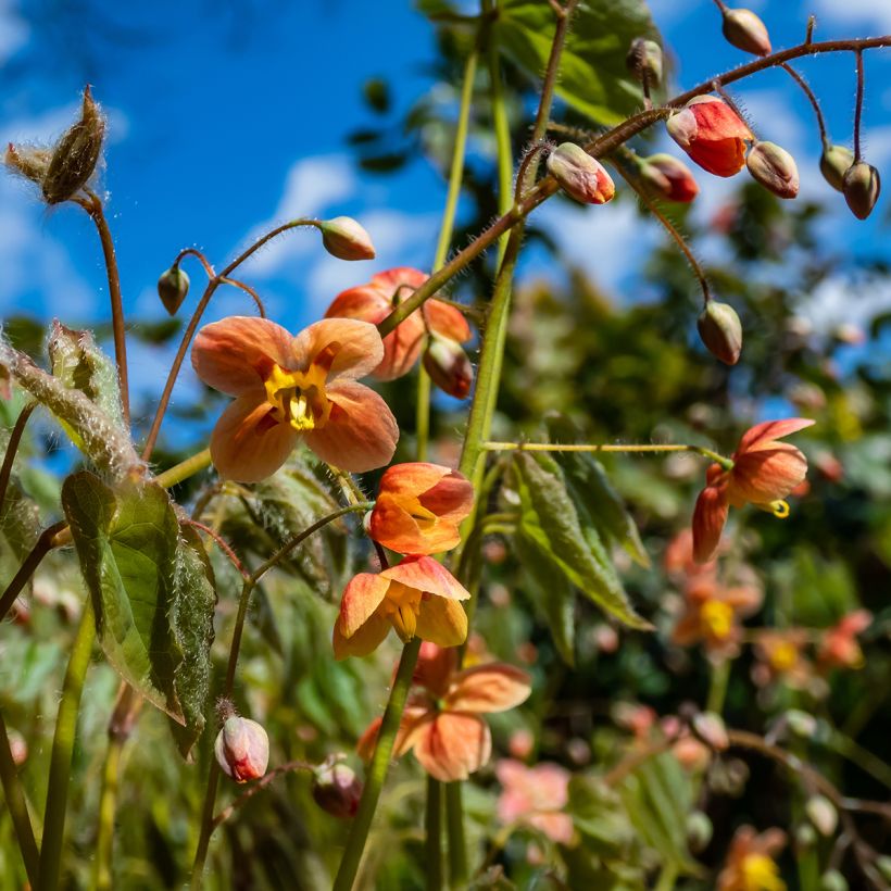 Epimedium warleyense - Fleur des Elfes (Floraison)