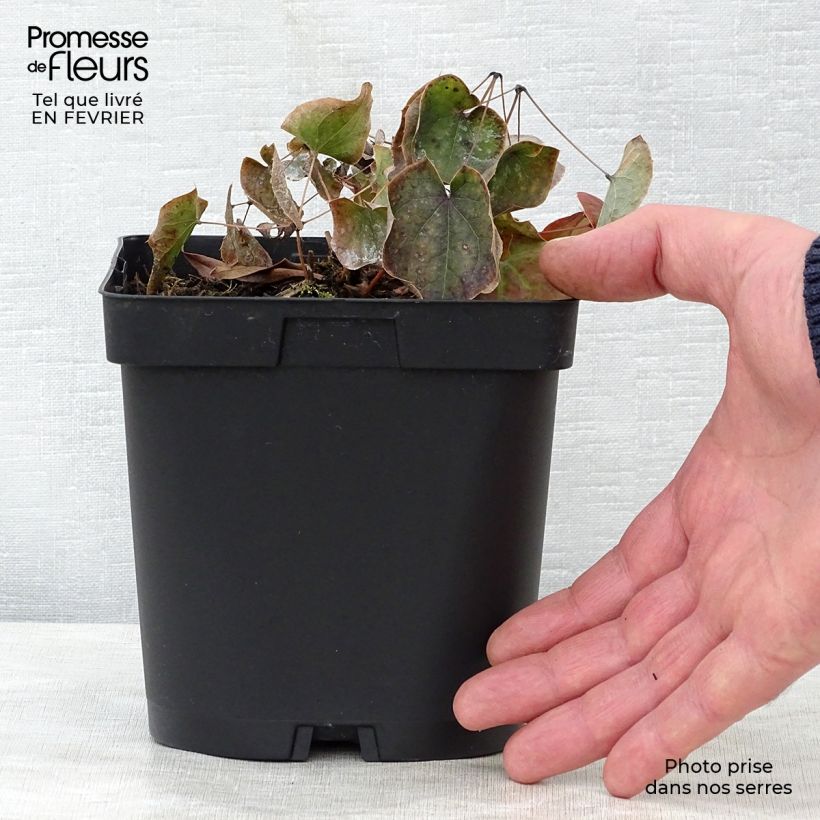 Spécimen de Epimedium warleyense - Fleur des Elfes en pot de 2/3L tel que livré en hiver