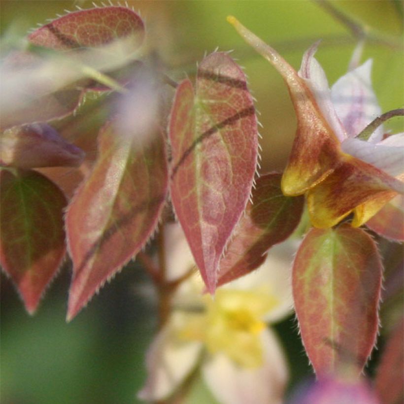 Fleur des Elfes - Epimedium  x versicolor Cupreum (Feuillage)