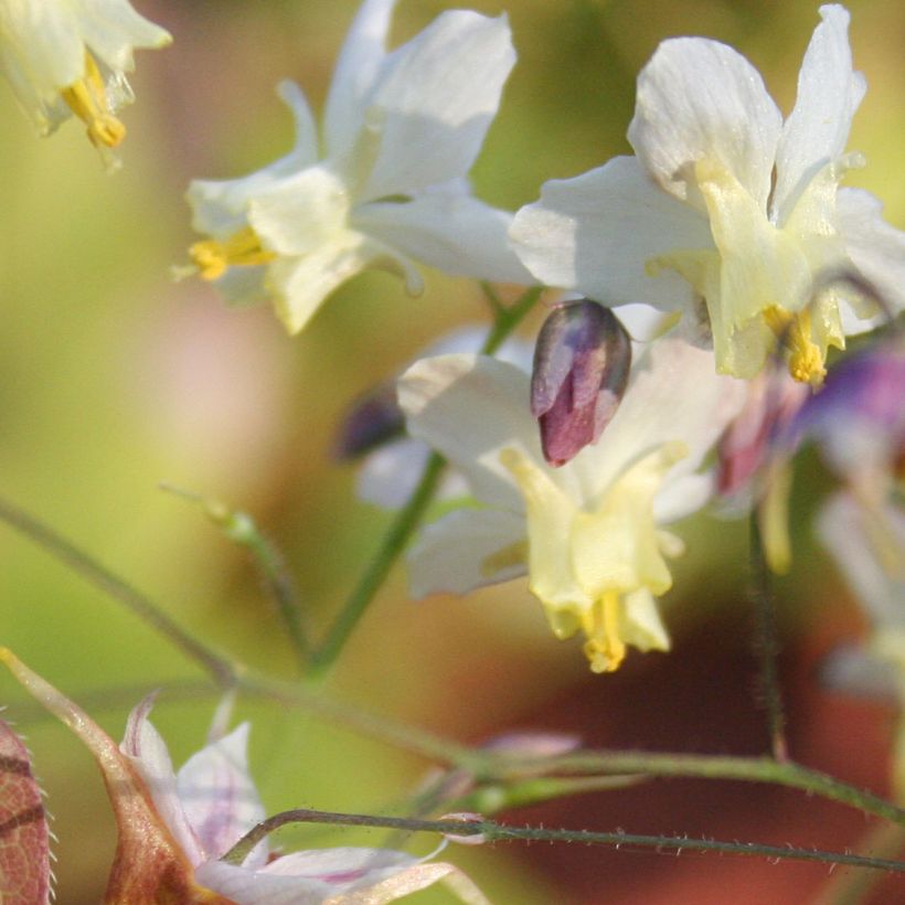 Fleur des Elfes - Epimedium  x versicolor Cupreum (Floraison)