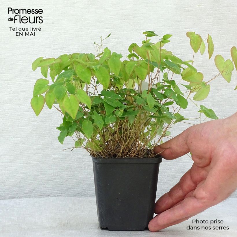 Spécimen de Epimedium youngianum Merlin, Fleur des elfes Godet de 9cm tel que livré au printemps